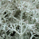 Cladonia arbuscula