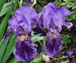 [Purple-Iris-Germanica2.jpg]