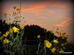 Wildflowers at sunset