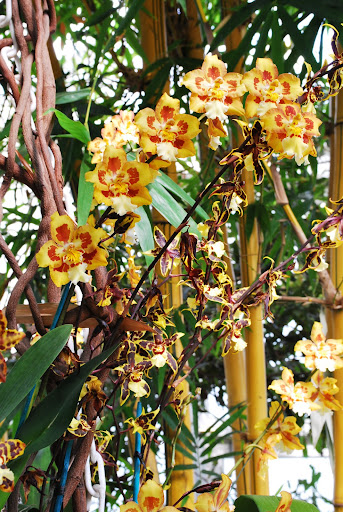 Golden Gate orchids.