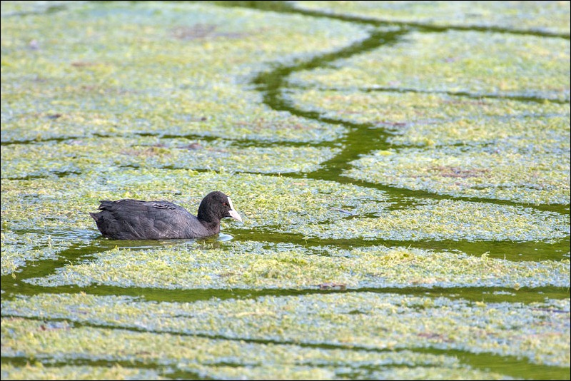 Coot, Sigma 500mm f4.5