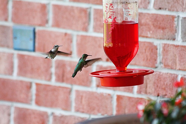 [hummingbirds53.jpg]