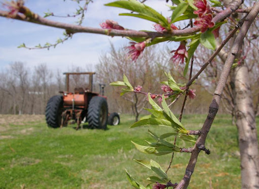 The fruit that is grown at Ozark Mountain Orchard is sold to the Springfield Farmer's Market as well as local grocery stores.