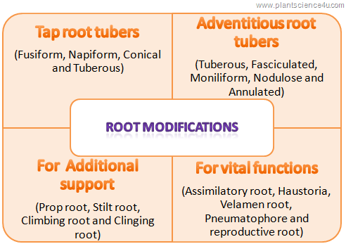 Root modificaitons