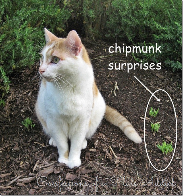 Chipmunk Surprises Chipmunk Surprises