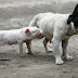 funny-animals-28.jpg