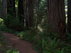 california_sequoia