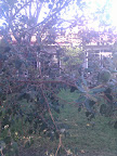 IMG_20111116_083552