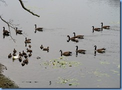 4430 Indiana - Chesterton, IN - view from our room at The Best Western Indian Oak - Canada geese, Mallard ducks and a domestic duck on Chubb Lake