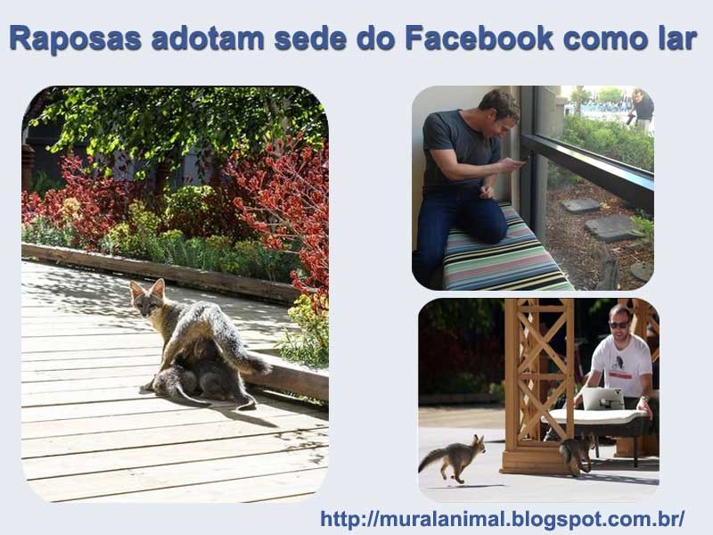 [raposas_facebook%255B3%255D.jpg]