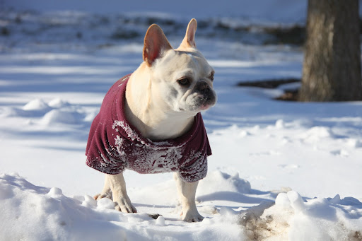 Francesca!  It's the beginning of November and Mother Nature has dealt another harsh blow.  Can you believe that first we get a hurricane followed by a snow storm?