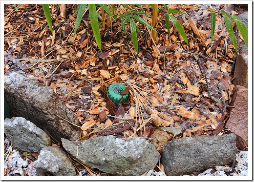 111124_Phyllostachys-vivax-Aureosulcata_05b 111124_Phyllostachys-vivax-Aureosulcata_05b