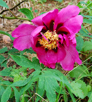 2014 április 26 Kámoni arborétum Paeonia suffruticosa fás bazsarózsa (6).jpg