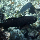 Fish In The Coral Reef - Noumea, New Caledonia