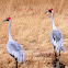 BROLGA