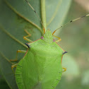 Green Stink Bug