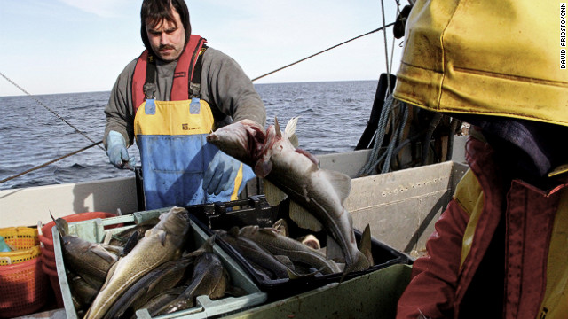 Dennis Robillard, left, and Kevon Hughes fish for cod off the coast of Massachusetts. On 30 January 2013, the New England Fishery Management Council recommended slashing cod catch rates by 77 percent in the Gulf of Maine. The council also voted to cut 55 percent of cod catch rates in Georges Bank Photo: David Ariosto / CNN