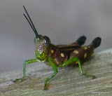 Yellow dotted grass hopper.