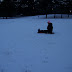 Sledding in the snow at the park and then at home with Rex and Breezy Playing in the Snow