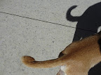 They wag often, reminding us to derive pleasure from the little things in life.