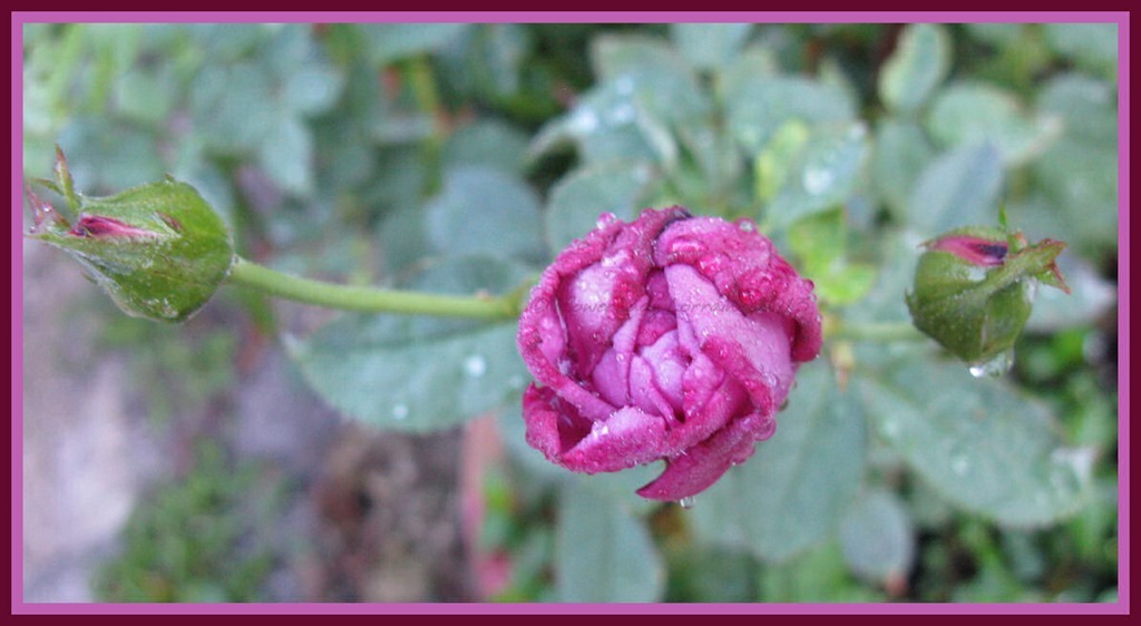 [05-21-lavender-rose%255B4%255D.jpg]