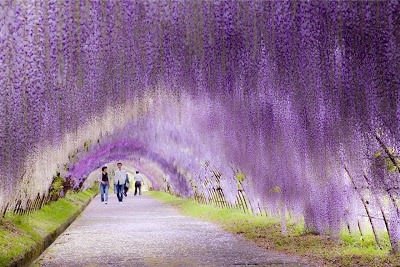 [Wisteria-Flower-Tunnel-di-Jepang23.jpg]