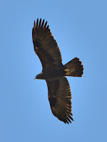 DSC_7902.jpg