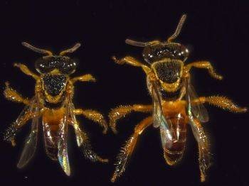 [abeja%25202%255B4%255D.jpg]