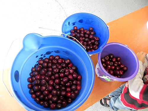 [2%2520lots%2520of%2520cherries%255B3%255D.jpg]