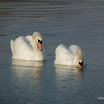 DSCF4390.jpg