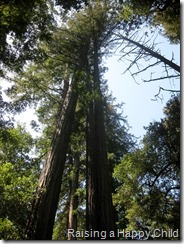 Redwoods_1 Redwoods_1