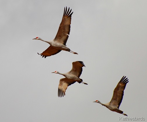 6. sandhill cranes-kab
