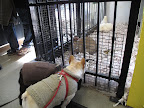 He looks like a friendly rabbit - how do we get in there to play?