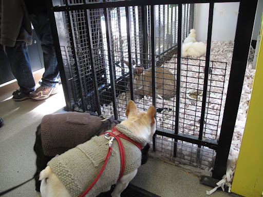 He looks like a friendly rabbit - how do we get in there to play?