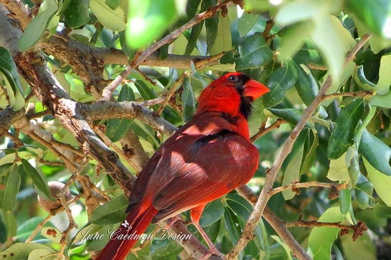 [Male_Cardinal%255B4%255D.jpg]