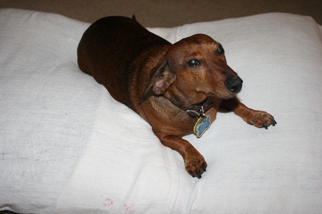 Rudi's Cushion 017-2