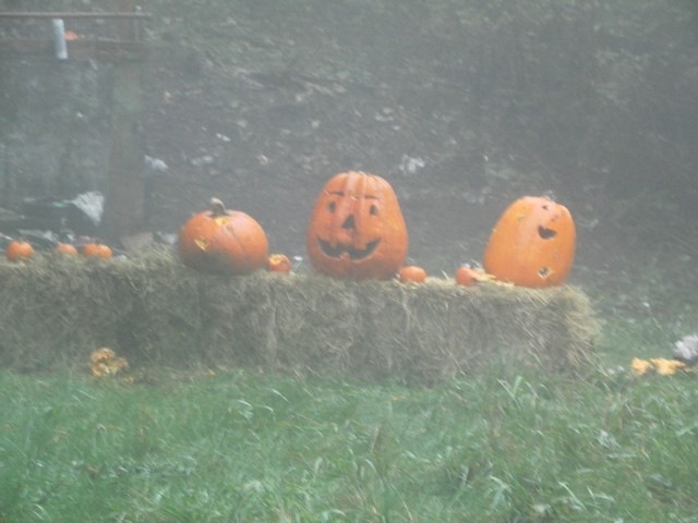 [pumpkin%2520bash%2520%252004%255B3%255D.jpg]