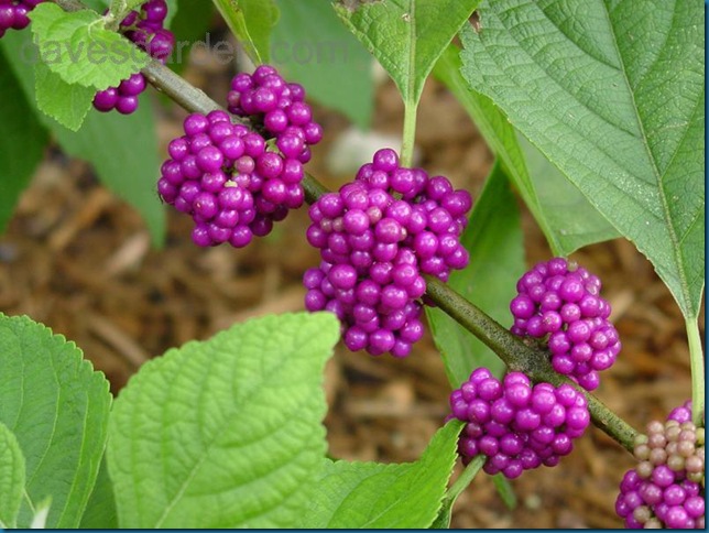 BEAUTYBERRY