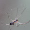Filmy Dome Spider