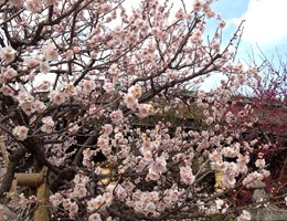 ume ume