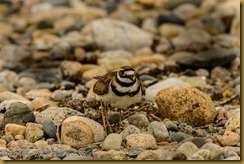 Killdeer