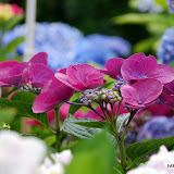 hortensia