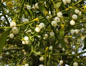 Viscum - Mistletoe Berries 