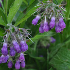 DSC_0203bbb.JPG