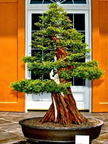 [bonsai_baldcypress%255B4%255D.jpg]