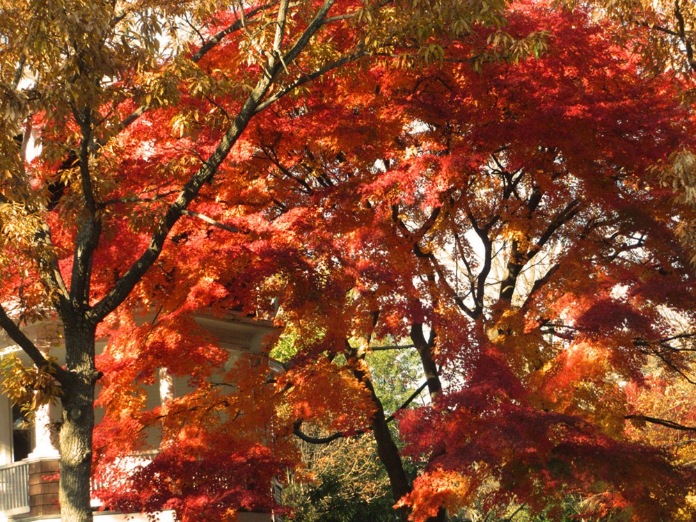 [red%2520tree%2520%252821%2529%255B3%255D.jpg]
