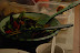 Thanksgiving 2007