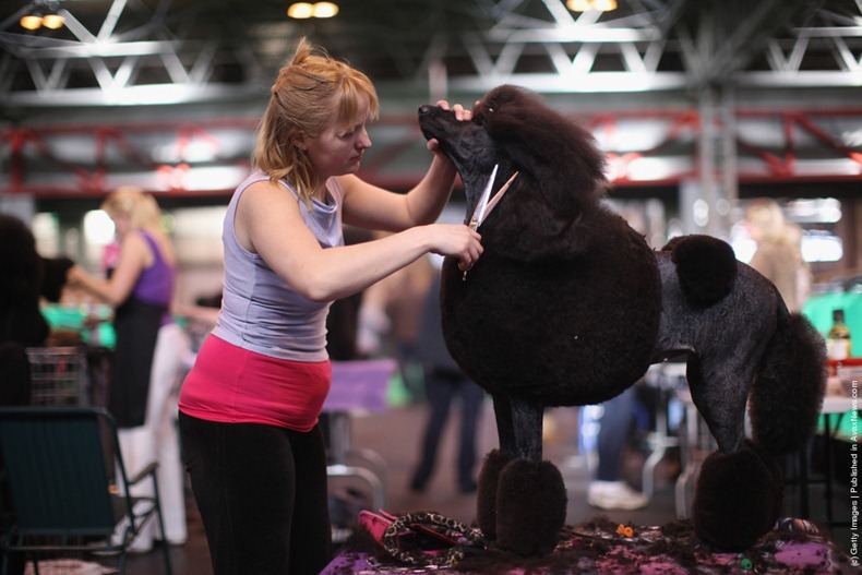 crufts-2012-4