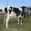 superleite2011_dia1607_80.JPG