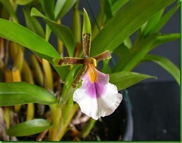 OR Aspasia_silvana OR Aspasia_silvana